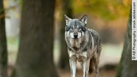 Wolf im Wald
