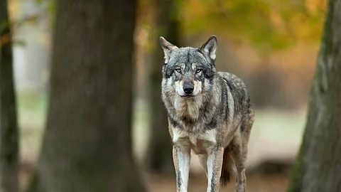 Wolf im Wald