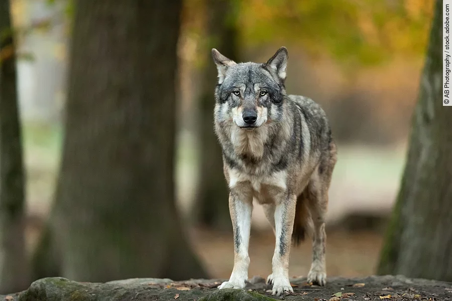 Wolf im Wald Wolf im Wald