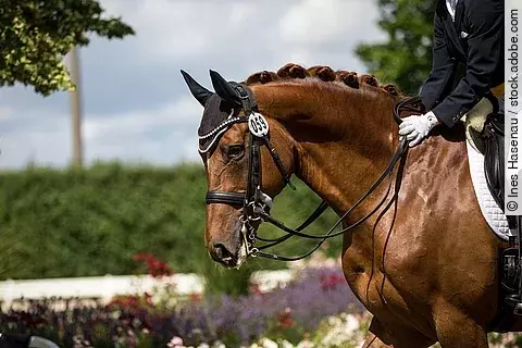 Ein Pferd geht im Schritt auf einem Dressurturnier. Das Pferd trägt eine Kandare und die reitende Person streichelt den Hals des Pferdes.