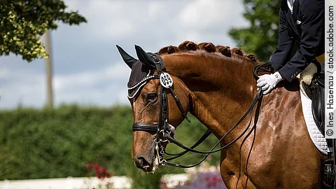 Ein Pferd geht im Schritt auf einem Dressurturnier. Das Pferd trägt eine Kandare und die reitende Person streichelt den Hals des Pferdes.