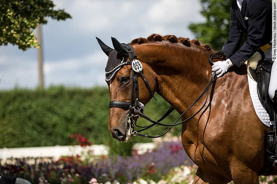 Pferd auf einem Dressurturnier Ein Pferd geht im Schritt auf einem Dressurturnier. Das Pferd trägt eine Kandare und die reitende Person streichelt den Hals des Pferdes.