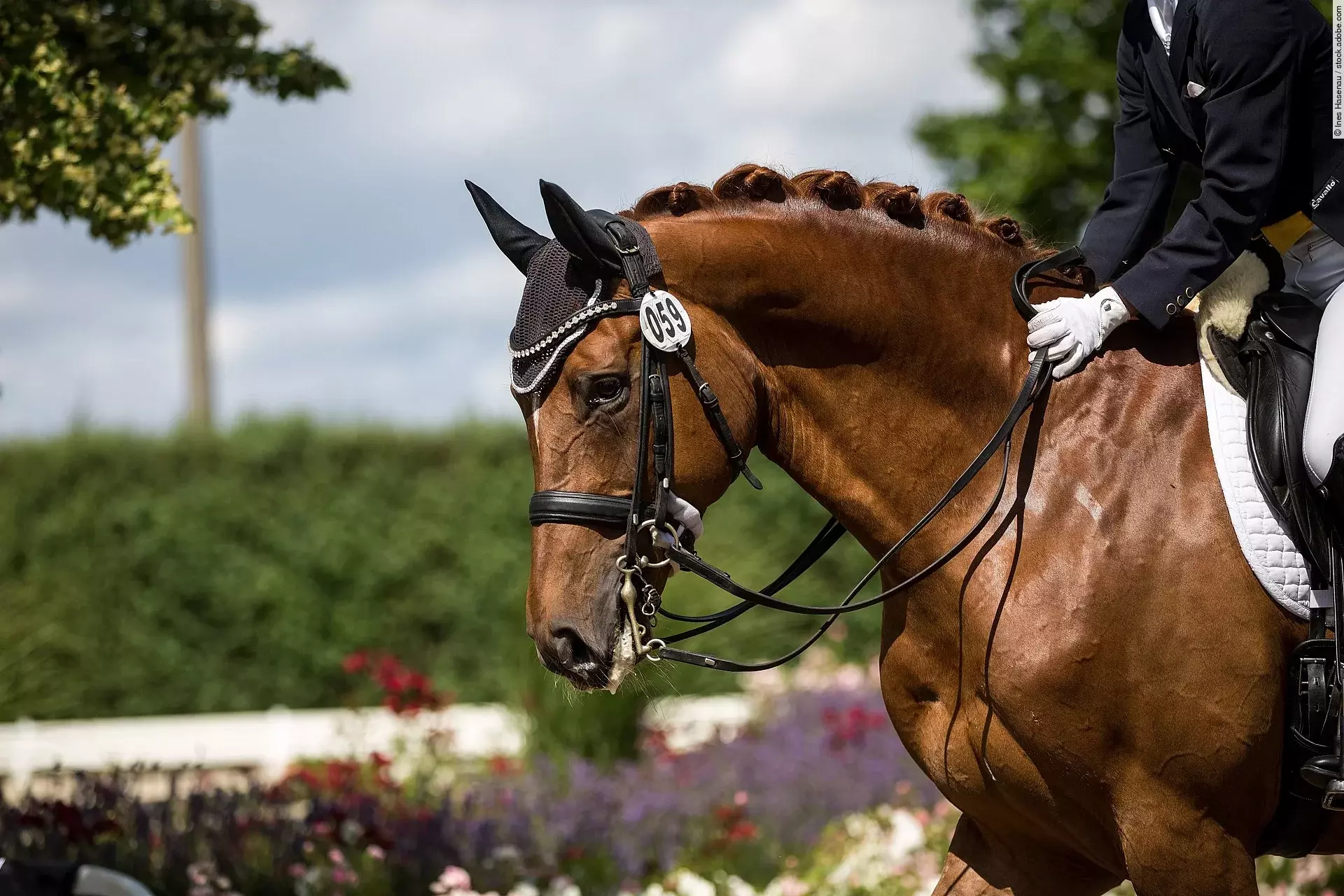 Ein Pferd geht im Schritt auf einem Dressurturnier. Das Pferd trägt eine Kandare und die reitende Person streichelt den Hals des Pferdes.