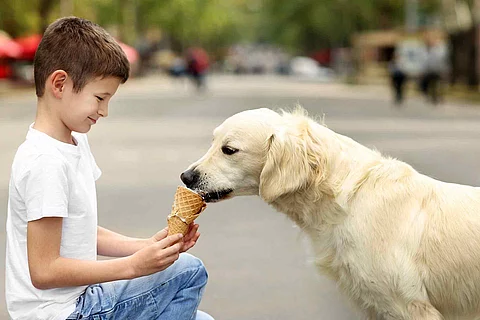 Small boy feeding ice-cream cute dog on street