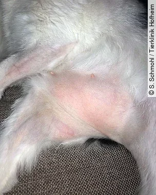 Katze mit FSBA Katze mit FSBA