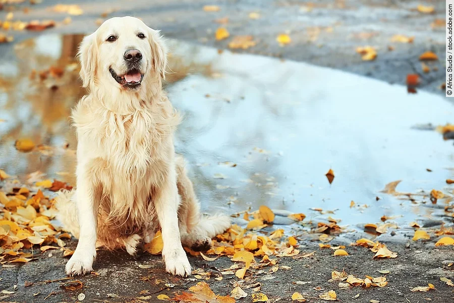 Golden Retriever vor einer Pfütze