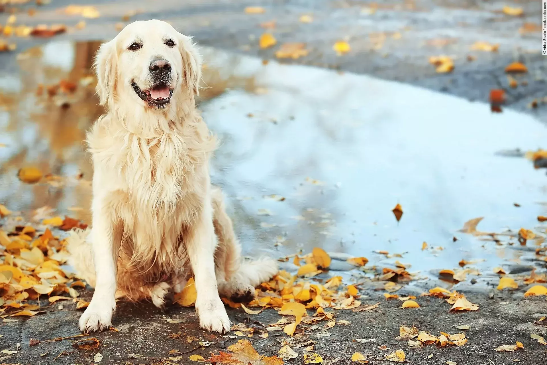 Golden Retriever vor einer Pfütze