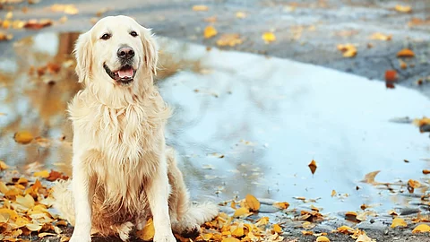 Golden Retriever vor einer Pfütze