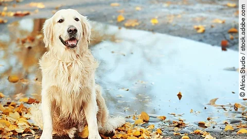Golden Retriever vor einer Pfütze Golden Retriever vor einer Pfütze