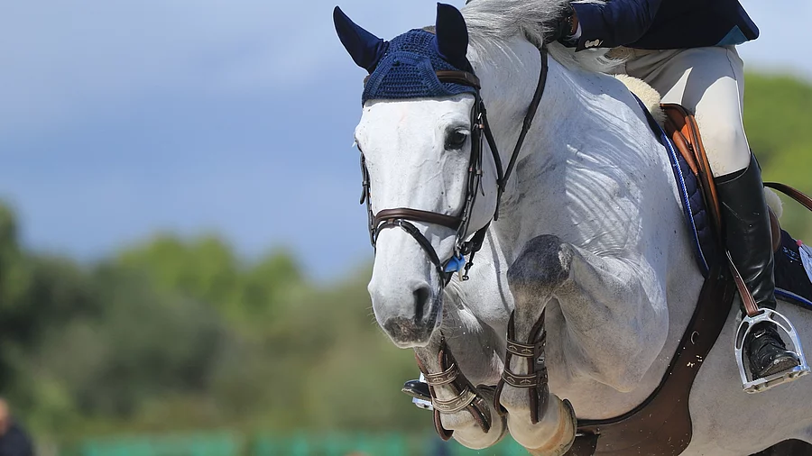 Schimmel springt über Hindernis Ein Schimmel springt über ein Hindernis. Das Pferd trägt blaue Fliegenohren und braunes Zaumzeug.