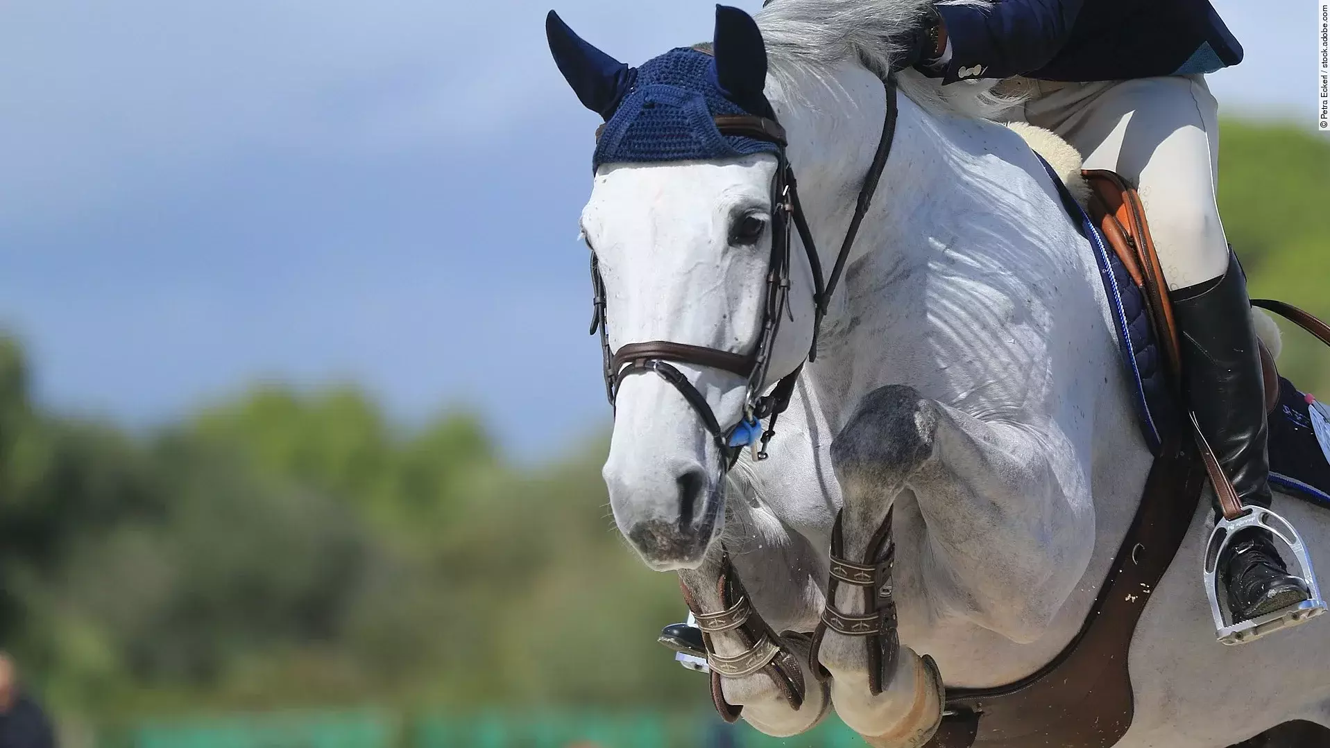 Ein Schimmel springt über ein Hindernis. Das Pferd trägt blaue Fliegenohren und braunes Zaumzeug. 