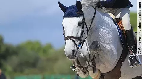 Ein Schimmel springt über ein Hindernis. Das Pferd trägt blaue Fliegenohren und braunes Zaumzeug. 