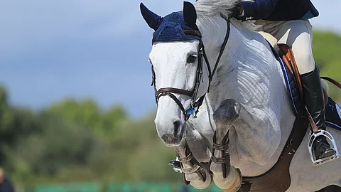Schimmel springt über Hindernis Ein Schimmel springt über ein Hindernis. Das Pferd trägt blaue Fliegenohren und braunes Zaumzeug.