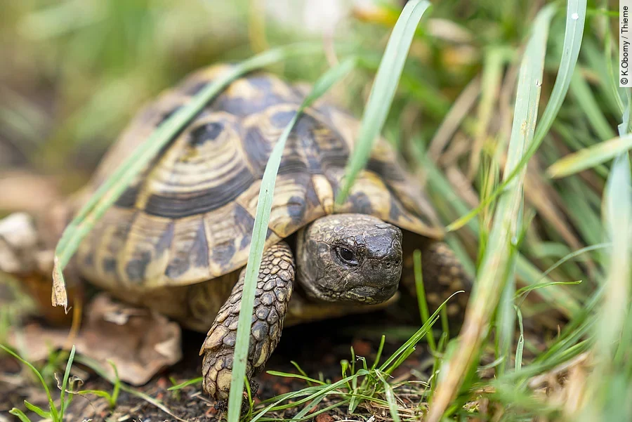 Eine Landschildkröte sitzt zwischen langen grünen Grashalmen auf dem Boden und versteckt sich.