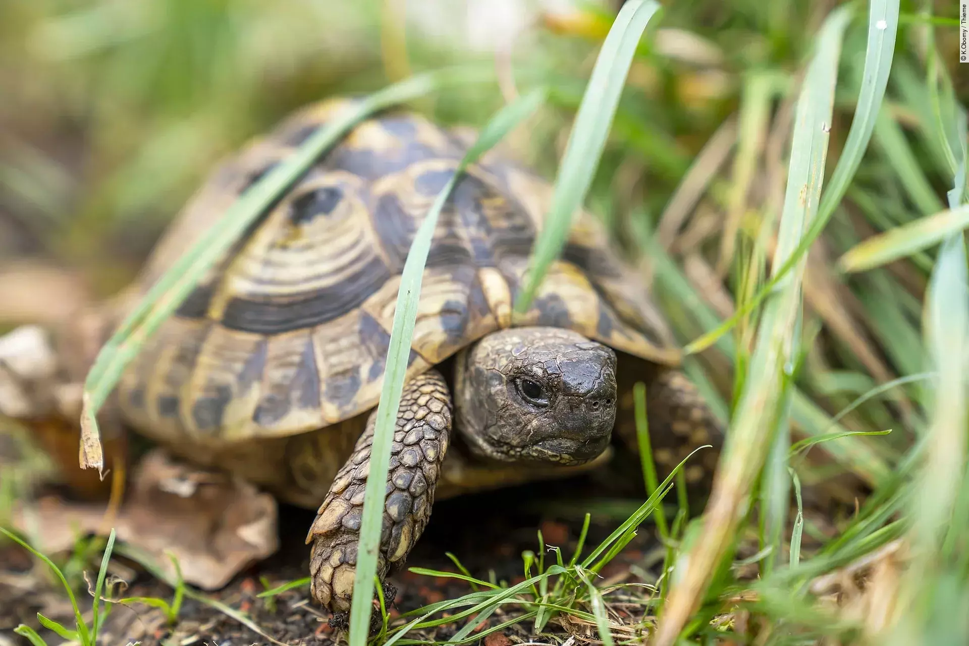 Eine Landschildkröte sitzt zwischen langen grünen Grashalmen auf dem Boden und versteckt sich.