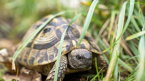 Eine Landschildkröte sitzt zwischen langen grünen Grashalmen auf dem Boden und versteckt sich.