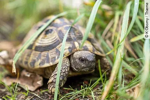 Eine Landschildkröte sitzt zwischen langen grünen Grashalmen auf dem Boden und versteckt sich.