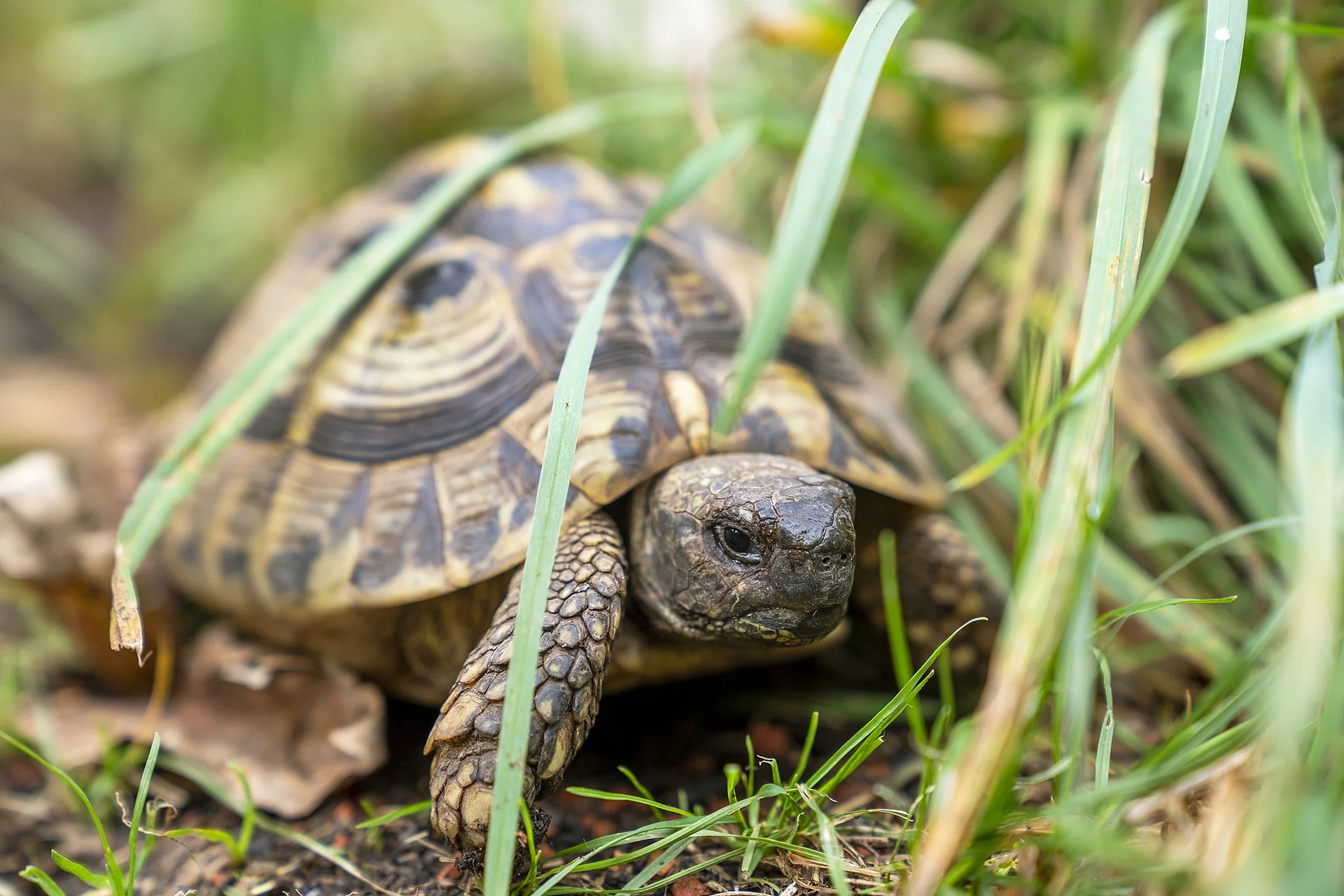 Eine Landschildkröte sitzt zwischen langen grünen Grashalmen auf dem Boden und versteckt sich.