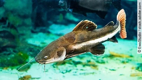 catfish in the aquarium