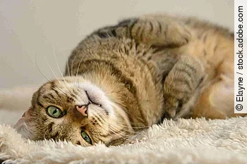lazy cat lying on the carpet