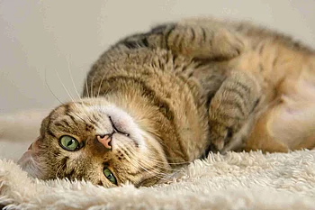 lazy cat lying on the carpet