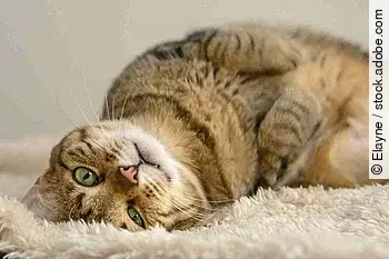 lazy cat lying on the carpet
