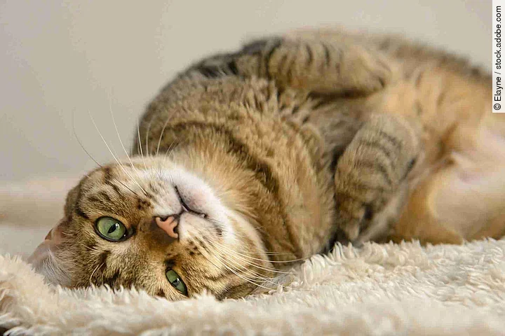 lazy cat lying on the carpet