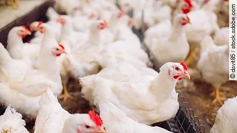 Indoors chicken farm, chicken feeding