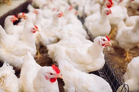 Indoors chicken farm, chicken feeding
