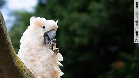 cockatoo