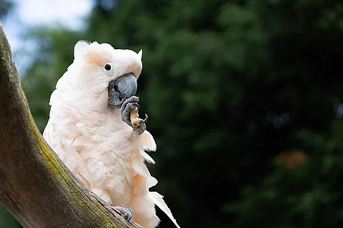 cockatoo