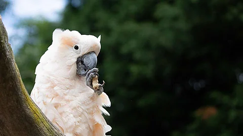 cockatoo