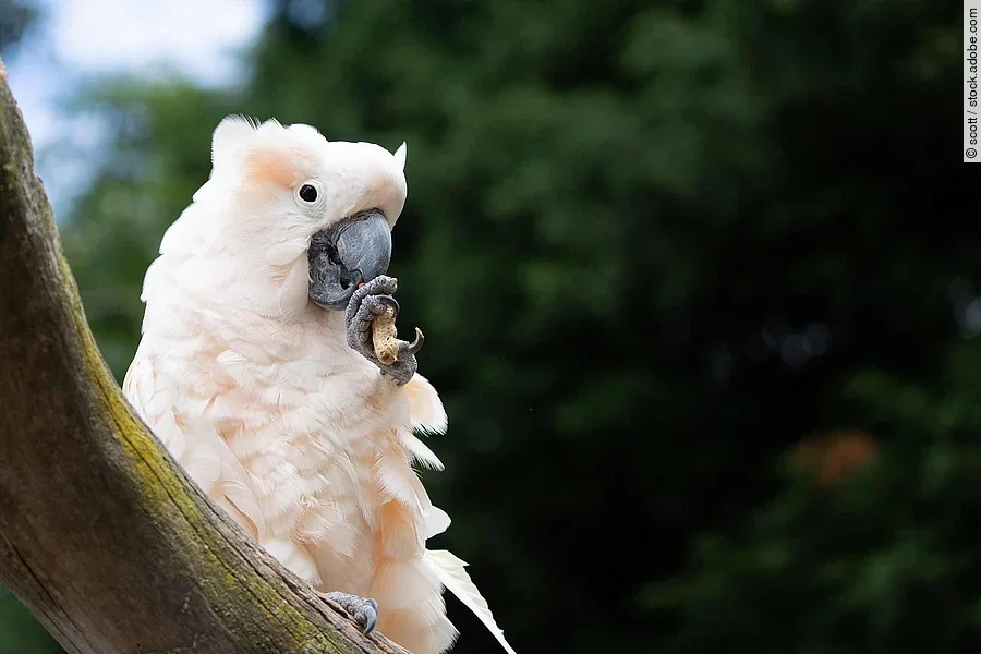 cockatoo