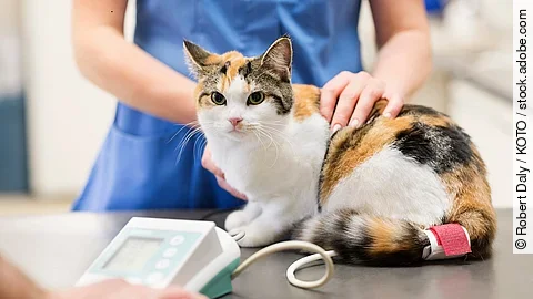 Veterinarian examining cat in vet's surgery