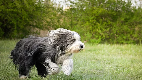 Ein grau-weißer Bearded Collie rennt auf einer grünen Wiese. Dadurch weht sein langes Fell nach hinten.