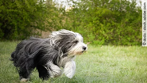 Ein grau-weißer Bearded Collie rennt auf einer grünen Wiese. Dadurch weht sein langes Fell nach hinten.