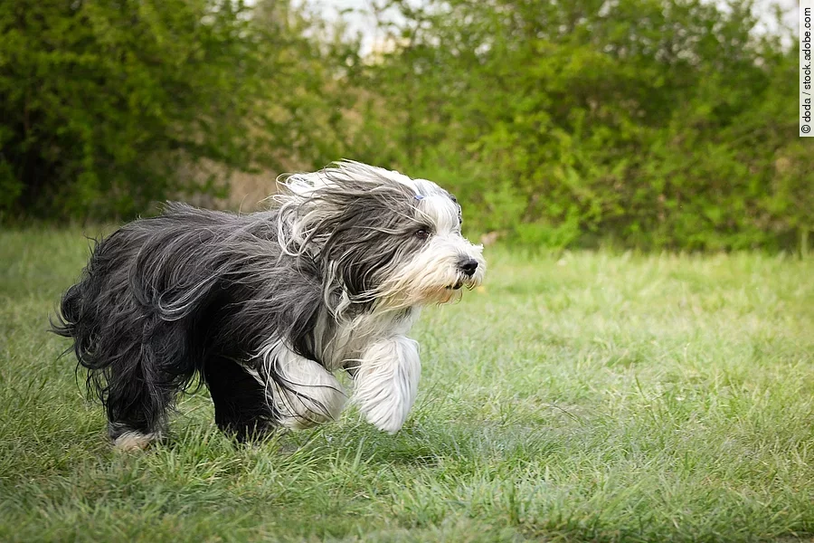 Ein grau-weißer Bearded Collie rennt auf einer grünen Wiese. Dadurch weht sein langes Fell nach hinten.