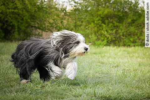 Ein grau-weißer Bearded Collie rennt auf einer grünen Wiese. Dadurch weht sein langes Fell nach hinten.