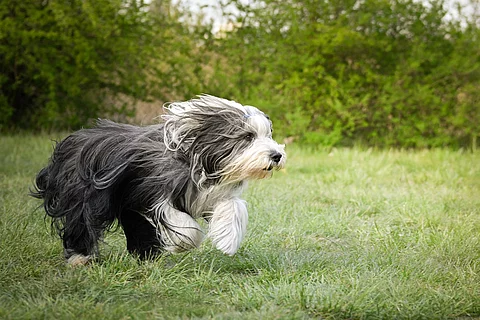 Ein grau-weißer Bearded Collie rennt auf einer grünen Wiese. Dadurch weht sein langes Fell nach hinten.