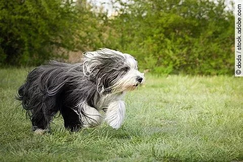 Ein grau-weißer Bearded Collie rennt auf einer grünen Wiese. Dadurch weht sein langes Fell nach hinten.
