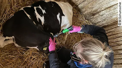 Merle trägt pinke Handschuhe und kürzt bei einem schwarz-weiß gefleckten Kalb die Hörner.