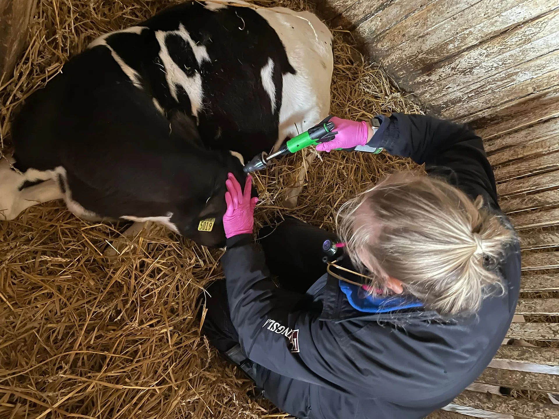 Merle trägt pinke Handschuhe und kürzt bei einem schwarz-weiß gefleckten Kalb die Hörner.