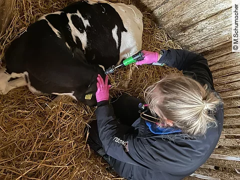 Merle trägt pinke Handschuhe und kürzt bei einem schwarz-weiß gefleckten Kalb die Hörner.