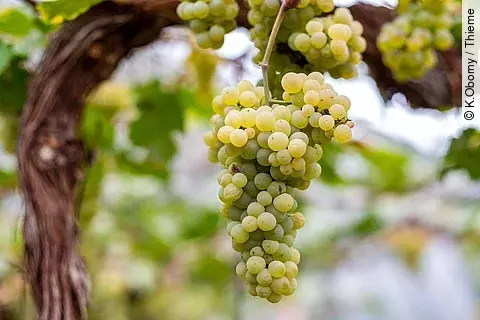 Weiße Weintrauben hängen an einem altem Rebstock und sind bereit für die Ernte.