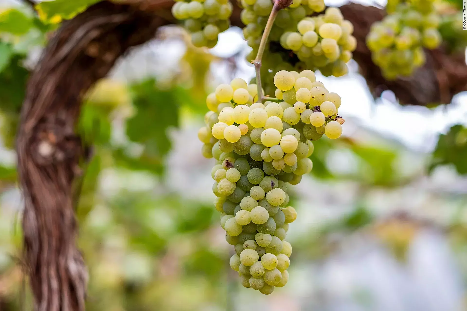 Weiße Weintrauben hängen an einem altem Rebstock und sind bereit für die Ernte.