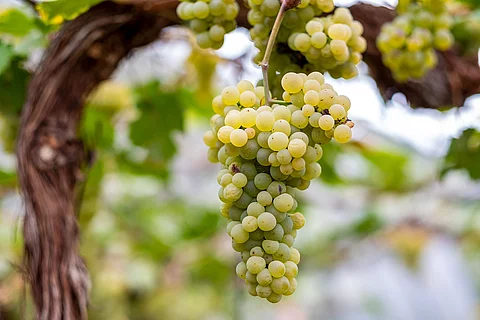 Weiße Weintrauben hängen an einem altem Rebstock und sind bereit für die Ernte.