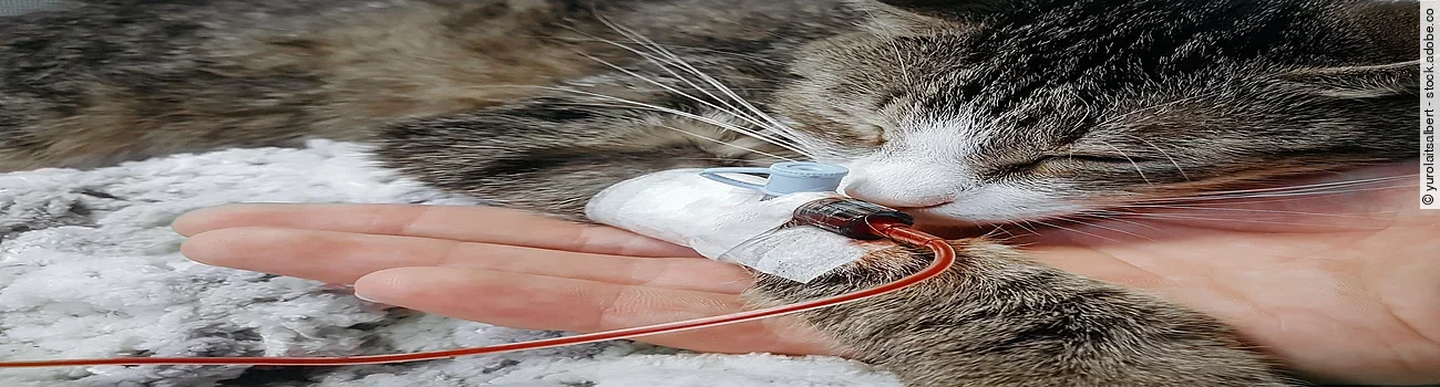 close up.a sick cat with a catheter in his paw in a veterinary c close up.a sick cat with a catheter in his paw in a veterinary c