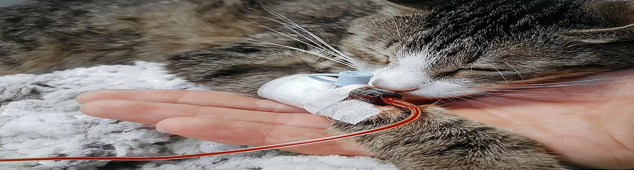 close up.a sick cat with a catheter in his paw in a veterinary c