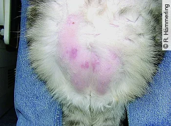 Katze mit Cushing-Syndrom