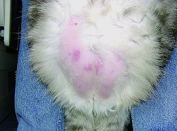 Katze mit Cushing-Syndrom